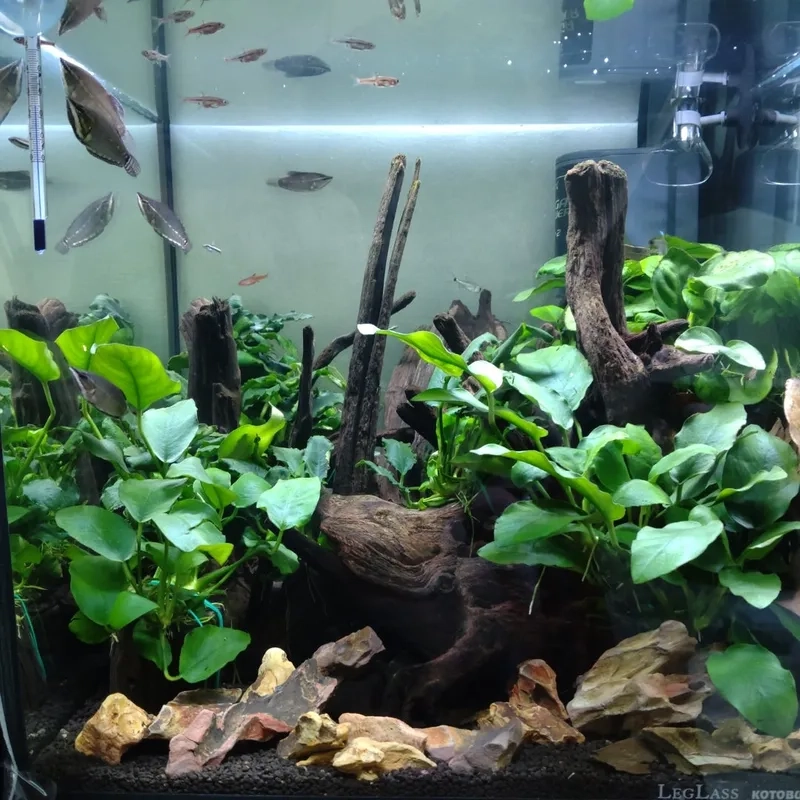 Cách chữa Ráy thủy sinh bị vàng lá