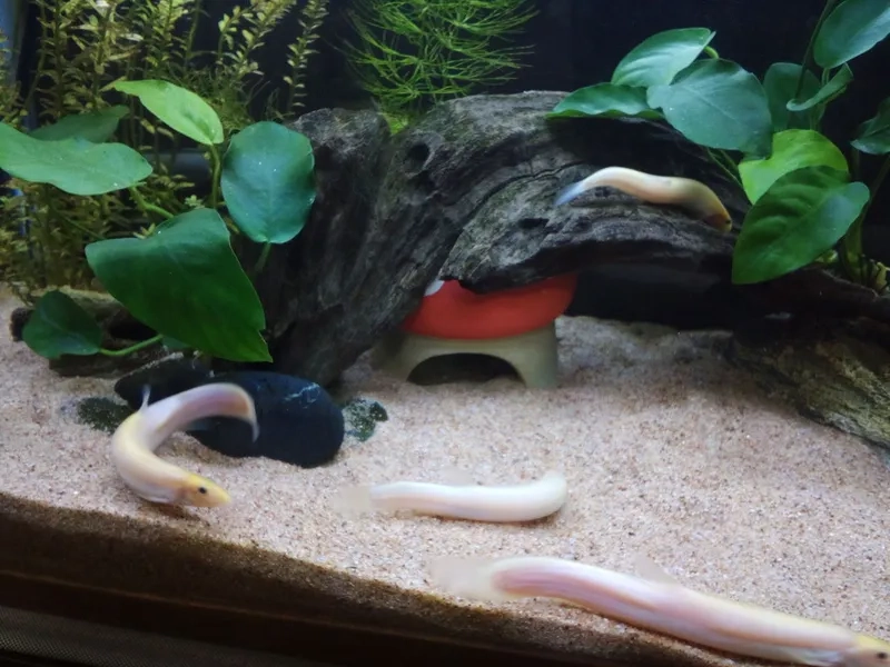 Trang trí bằng dòng Ráy lá tròn