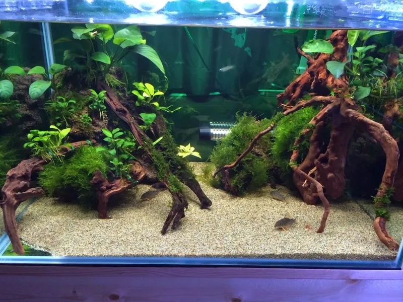 Hướng dẫn cách trồng Ráy thủy sinh