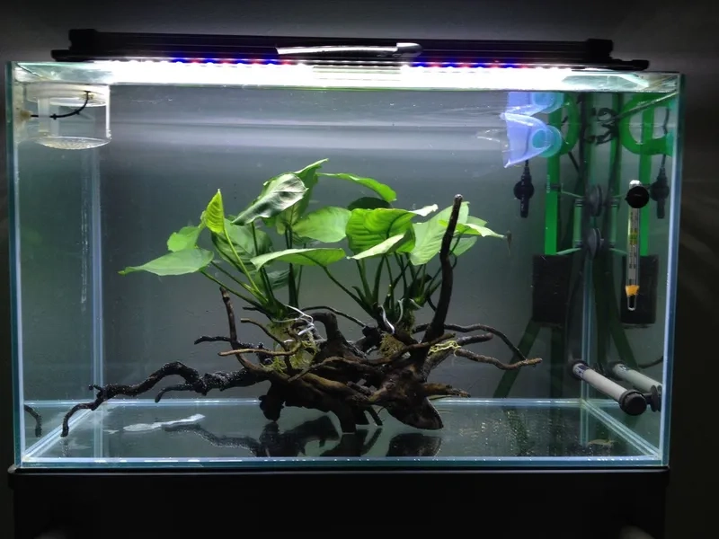 Xử lý khi Ráy thủy sinh bị thối thân