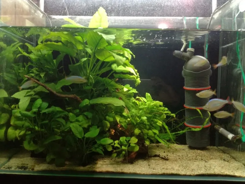 Điểm nhấn với Ráy lá dài thanh