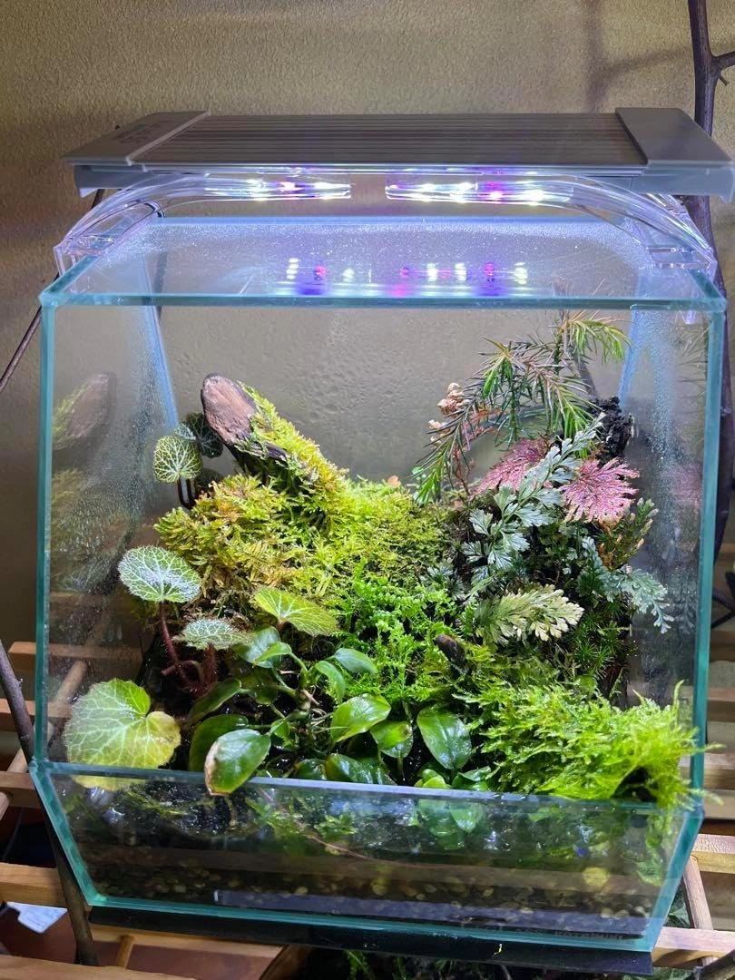 Bổ sung dinh dưỡng cho Ráy khỏe