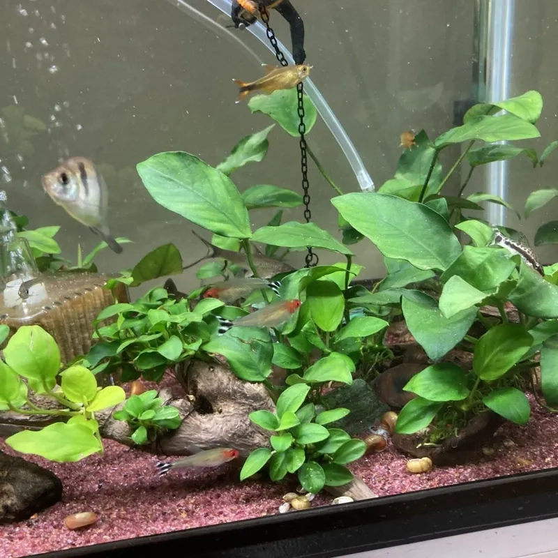 Mẹo hay về cách buộc Ráy thủy sinh