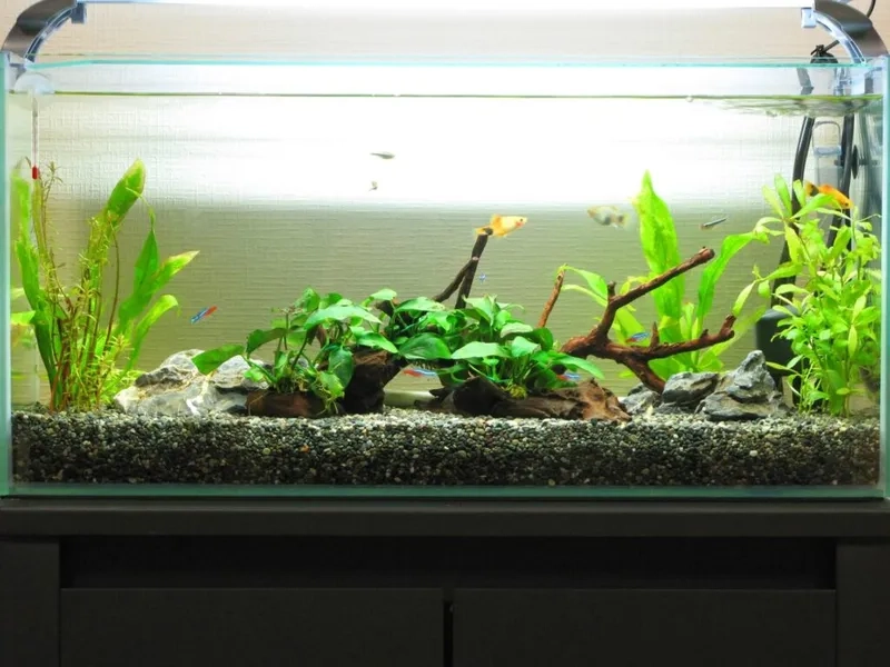 Setup dòng Ráy thủy sinh mini xinh