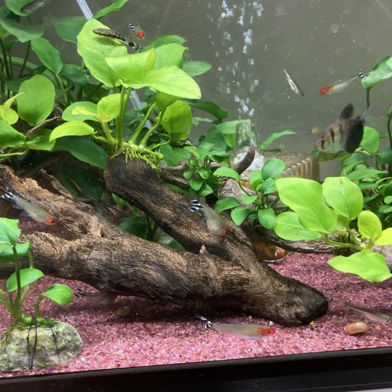 Sưu tầm các loại Ráy hiếm lạ