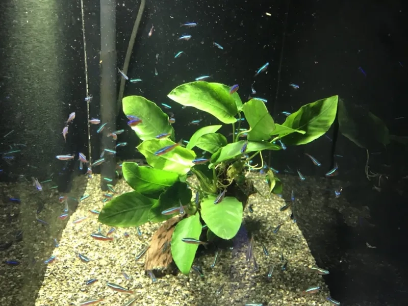 Nghệ thuật Ráy gắn lũa đá tự nhiên