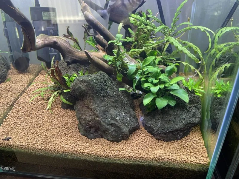 Nuôi trồng Ráy thủy sinh không CO2