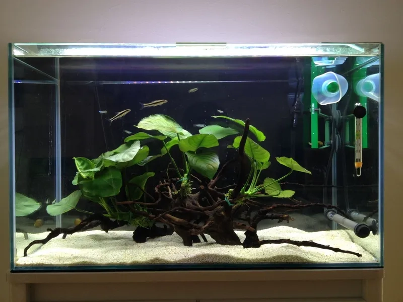 Tham khảo giá Ráy thủy sinh tốt