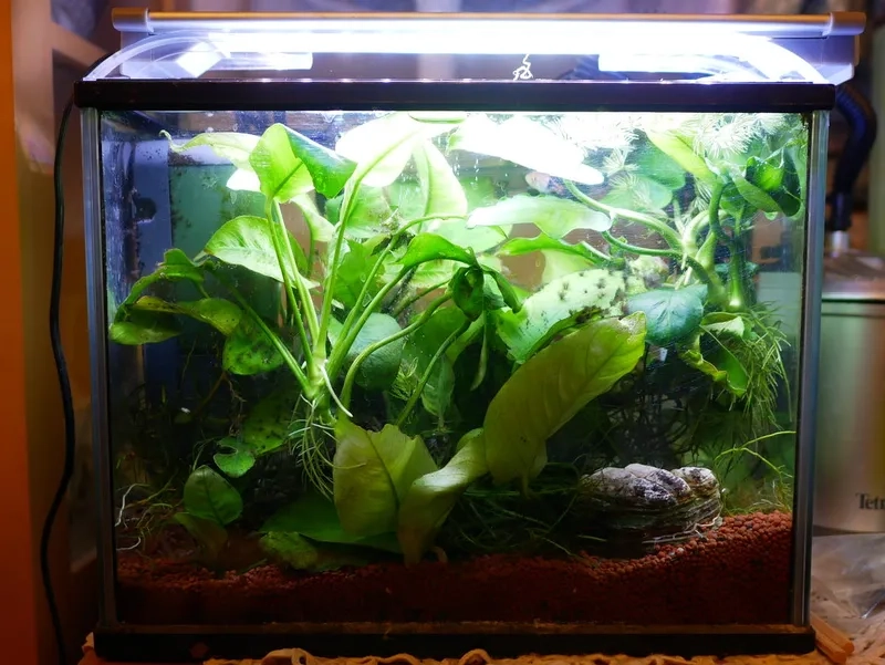 Mẫu lá Ráy Cẩm Thạch độc đáo