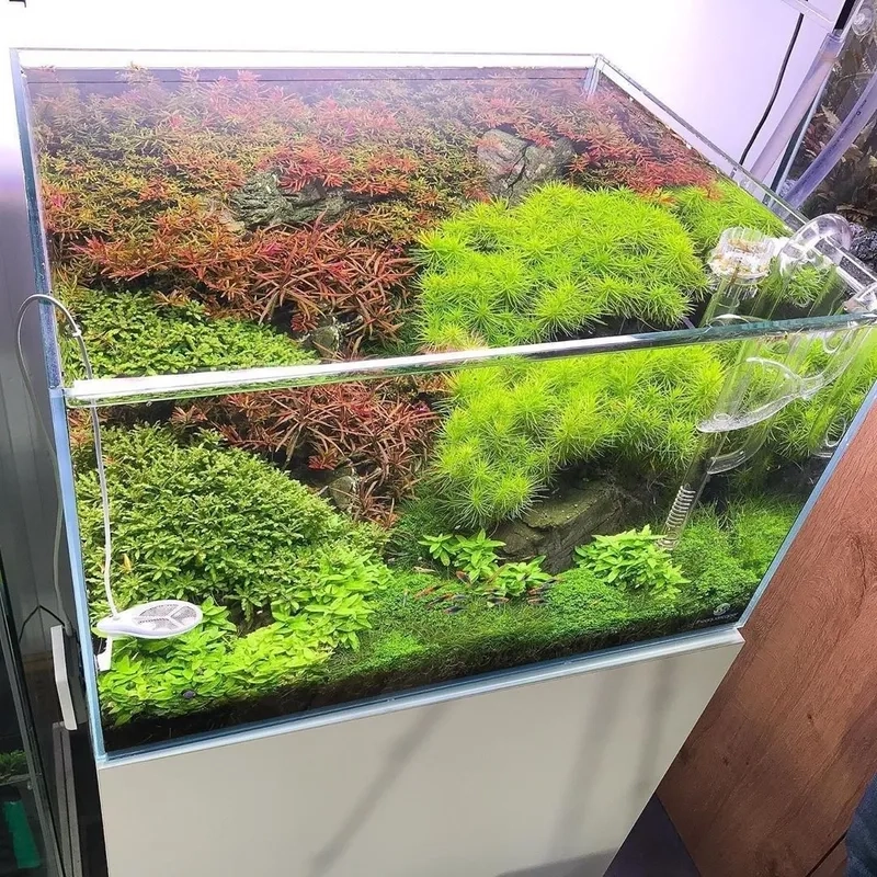 Bổ sung nguồn phân nước cho rêu tốt