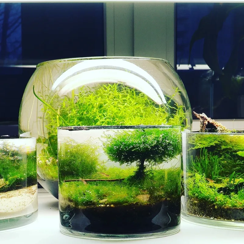 Mẹo hay về cách gắn rêu vào lũa