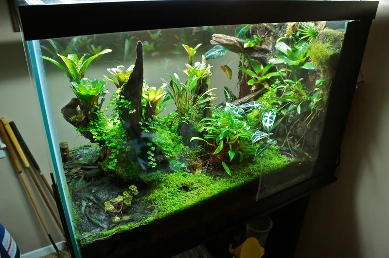 Duy trì nhiệt độ cho rêu thủy sinh