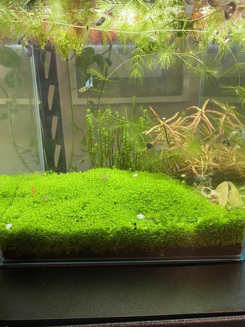 Diệt trừ rêu thủy sinh bị tảo hại