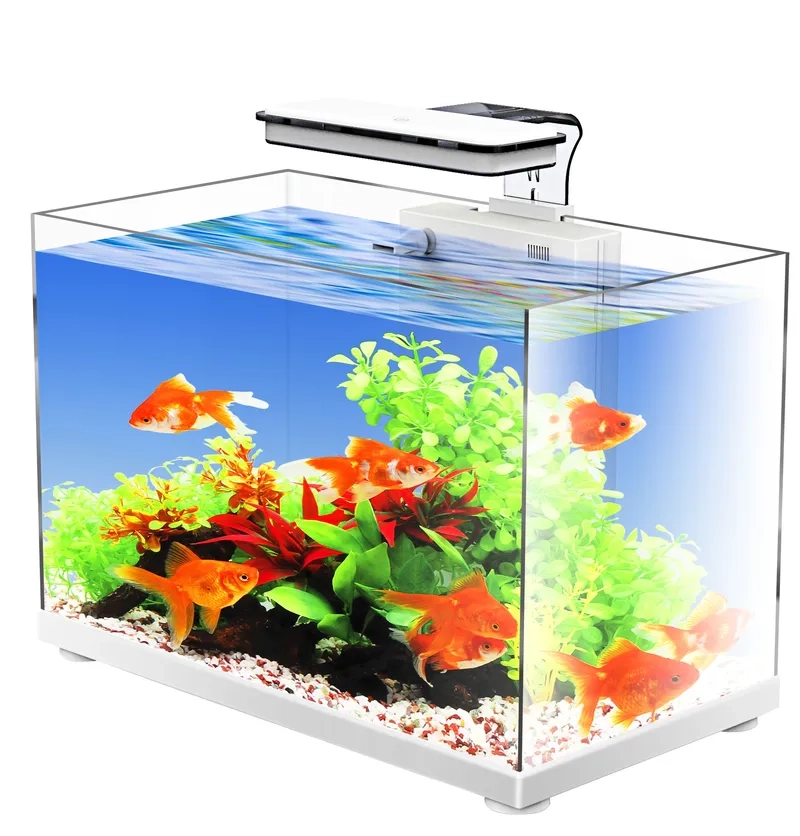 Mẫu hồ thủy sinh không co2