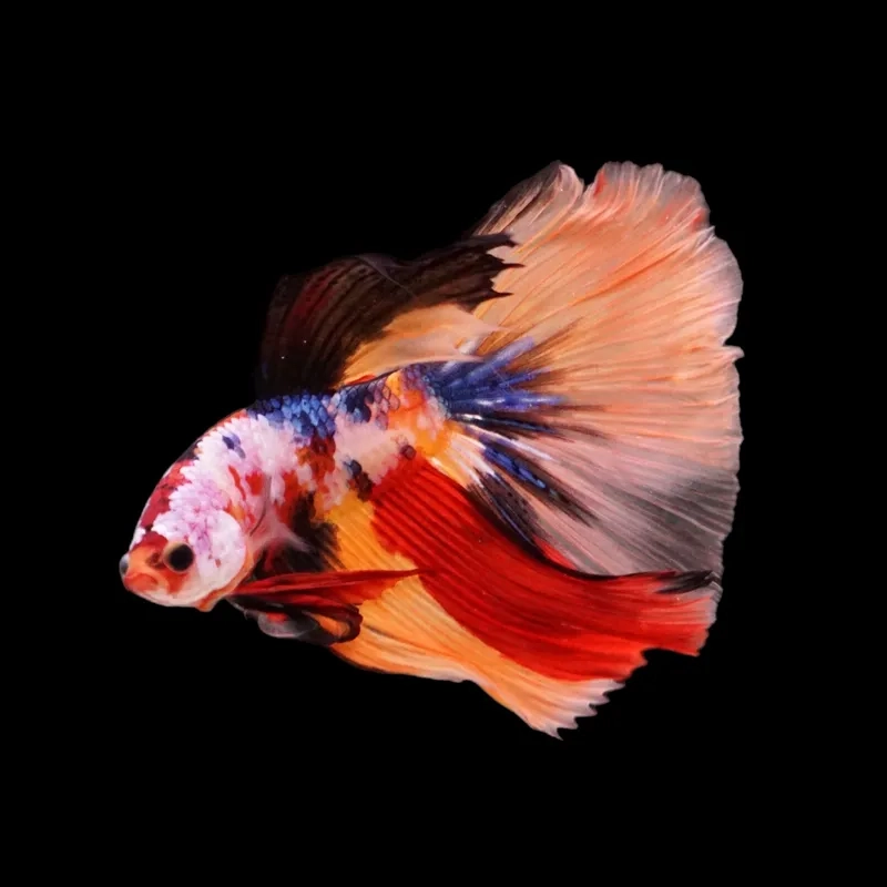 Giải đáp cá xiêm hiền hay dữ khi nuôi chung