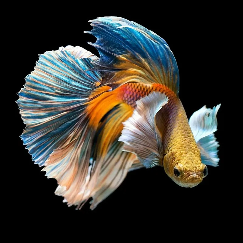 Tập tính của cá Betta hiếu chiến cần nuôi riêng