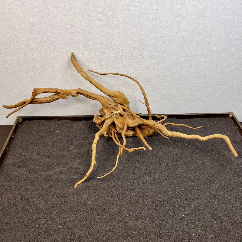 Tư vấn mua lũa đỗ quyên ở đâu rẻ