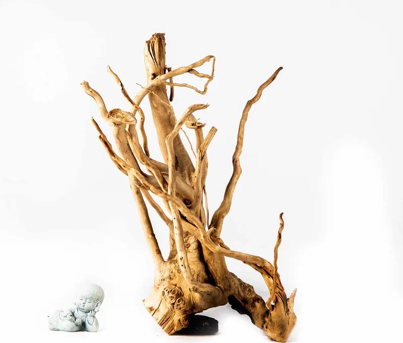 Tạo hình lũa đỗ quyên bonsai đẹp