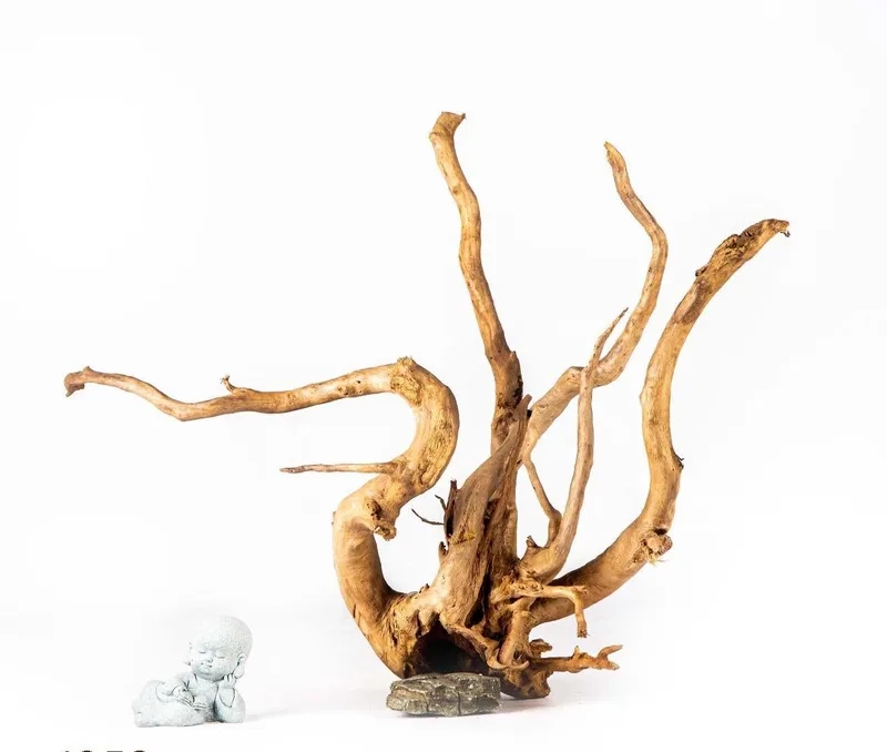 Hình ảnh những gốc lũa đỗ quyên khô