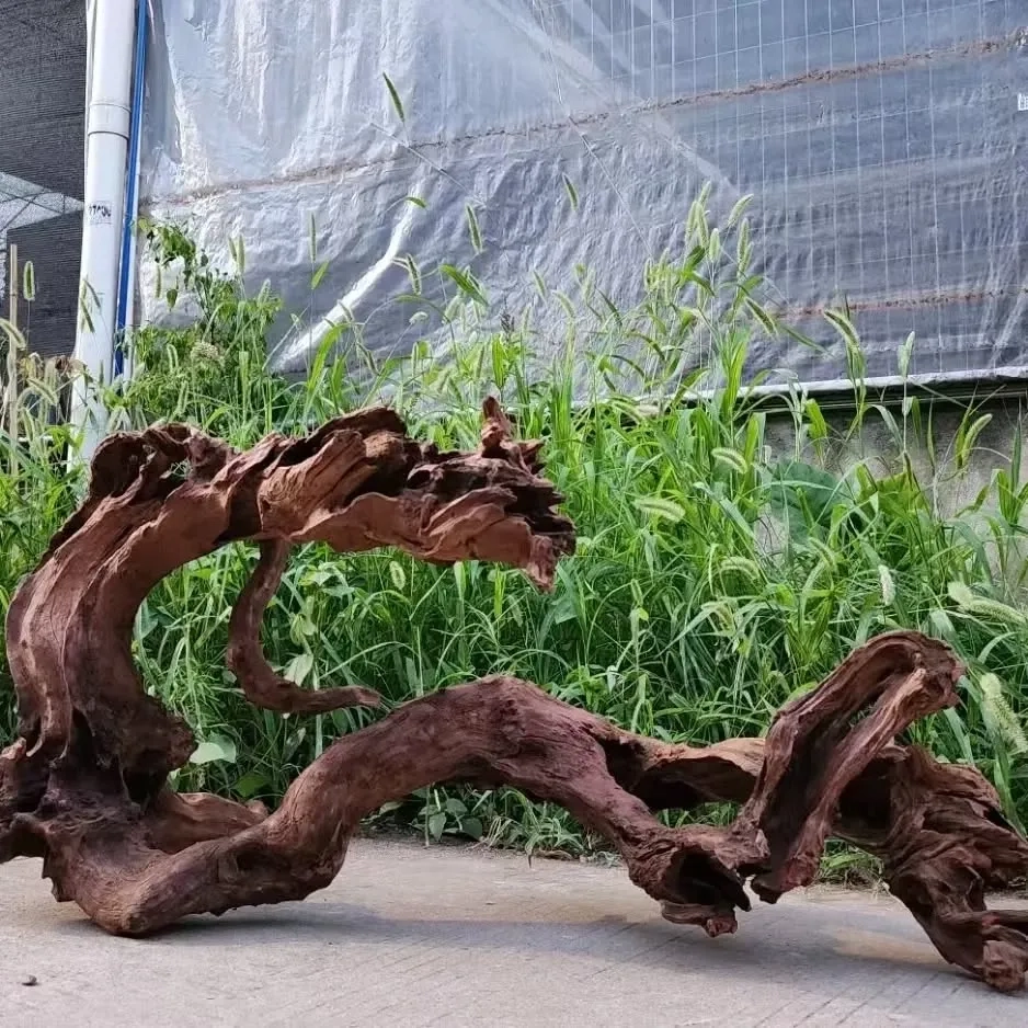 Những mẫu lũa thủy sinh đẹp nhất cho bể cá phòng khách