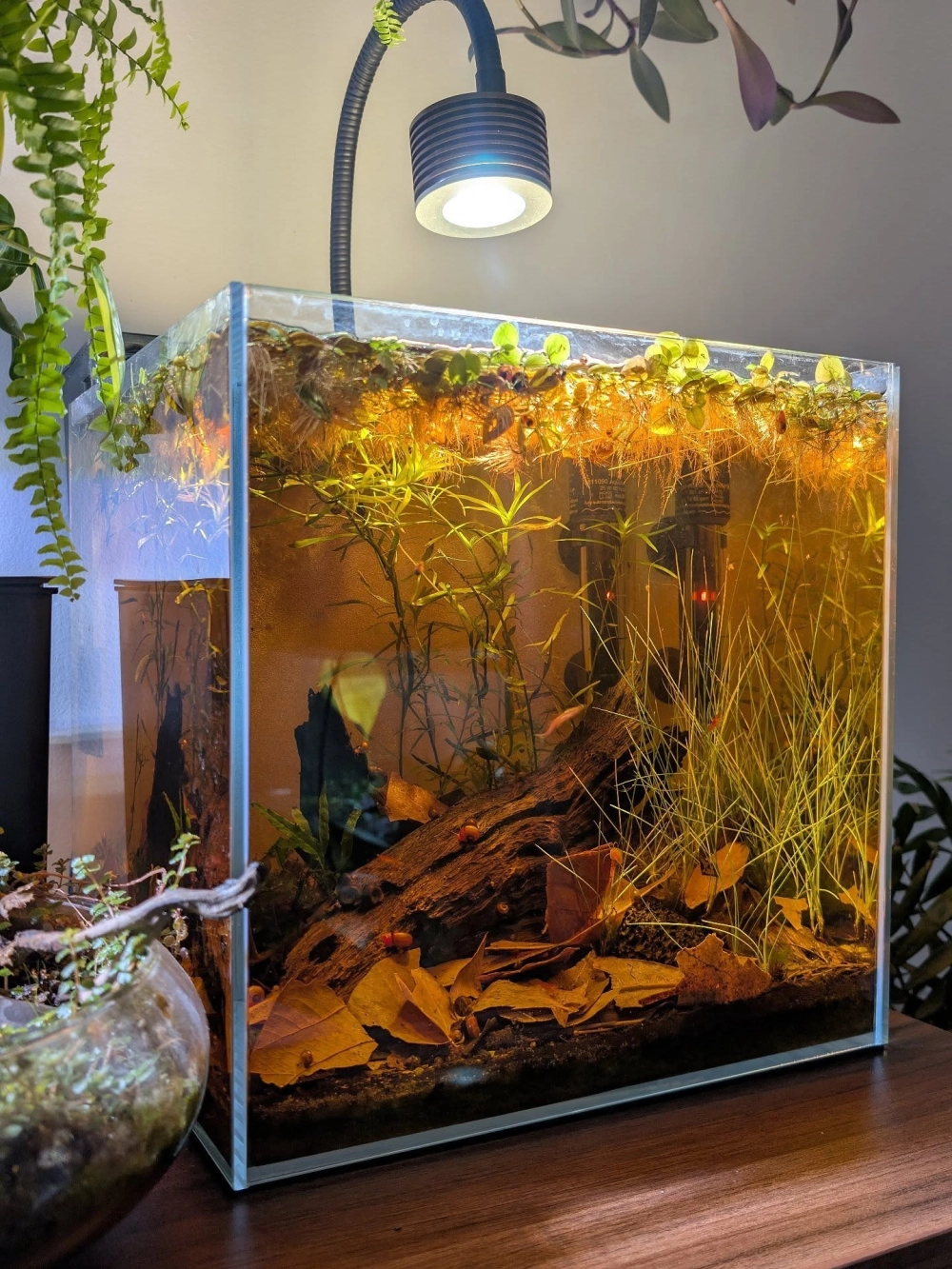 Mẫu decor lũa thủy sinh cho người mới bắt đầu chơi cá cảnh