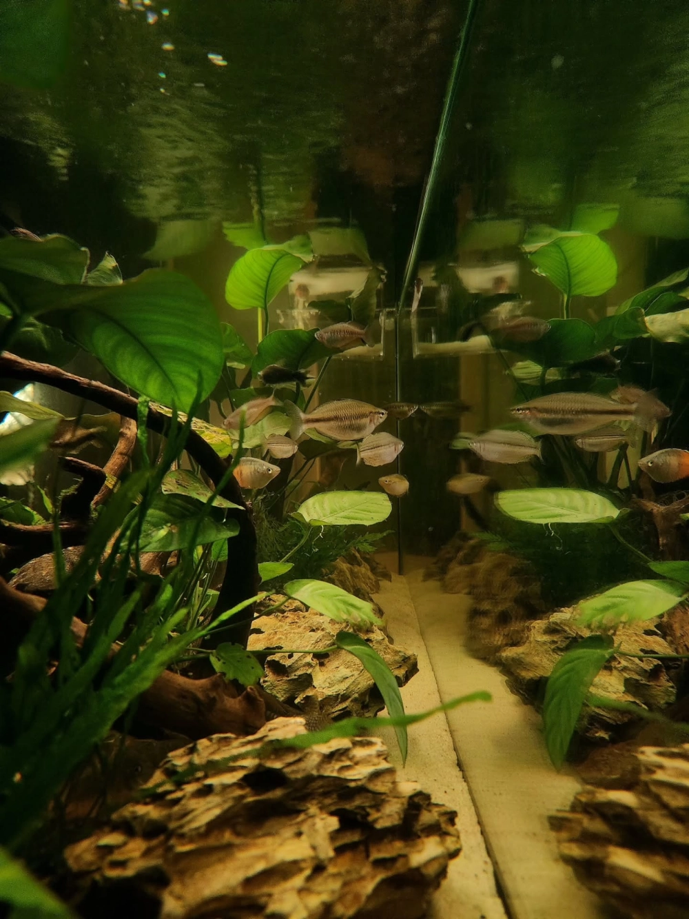 Cách sắp xếp lũa thủy sinh cho bể cá mini để bàn