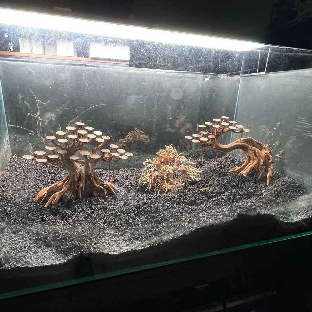 Bể cá rồng sang trọng với điểm nhấn là lũa thủy sinh lớn