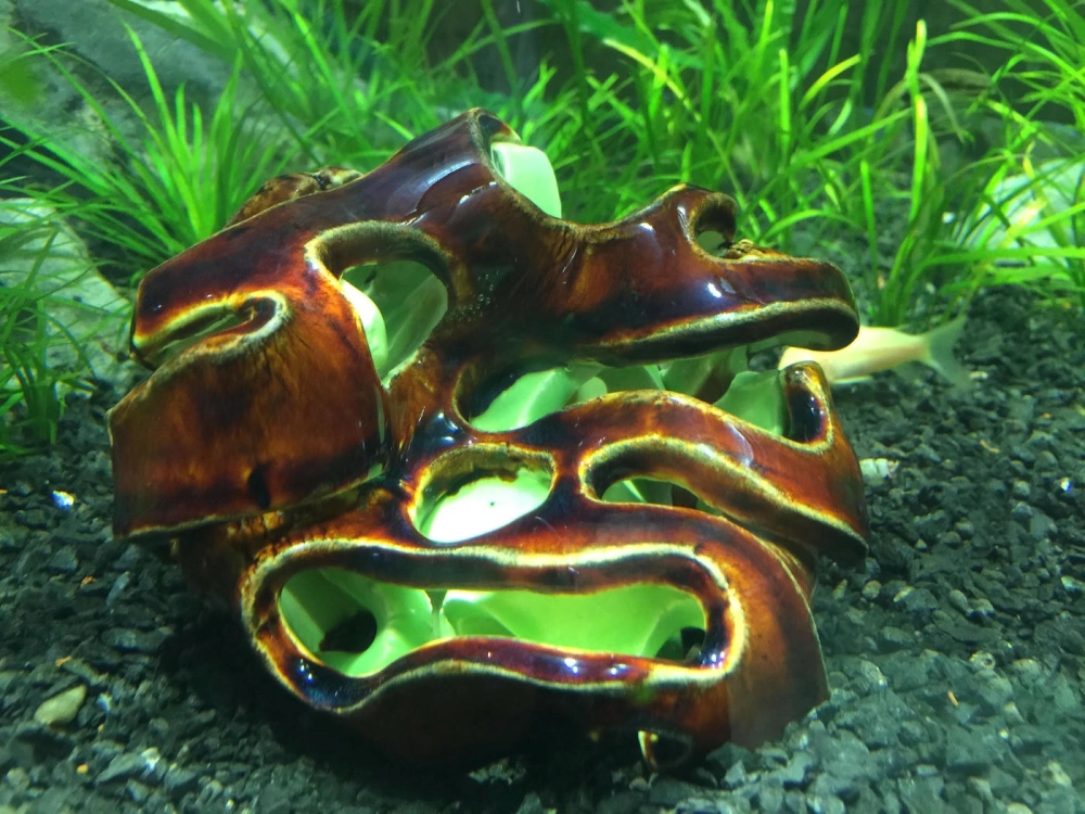 Thiết kế hang đá bằng gốm cho cá dĩa