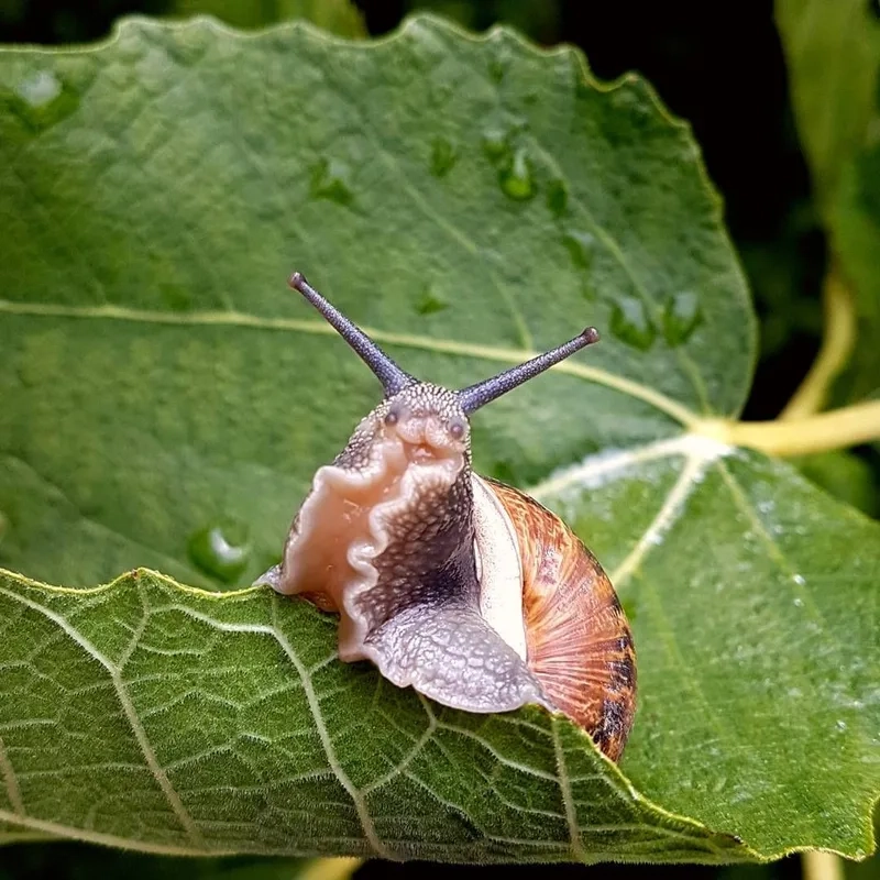 Ngắm ngay ảnh Ốc Táo rực rỡ và sống động