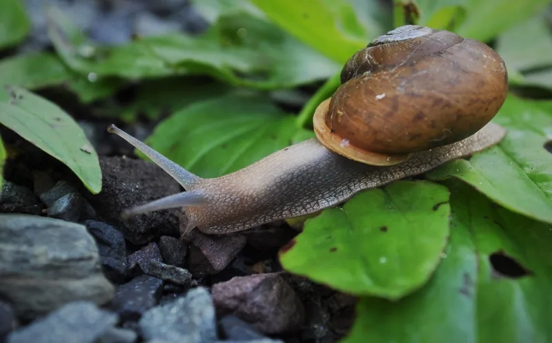 Thưởng thức hình ốc Táo đẹp nổi bật từng chi tiết