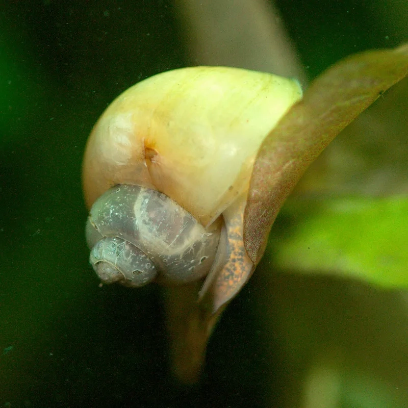 Ngắm ảnh ốc Táo HD sắc nét từng góc bể thủy sinh