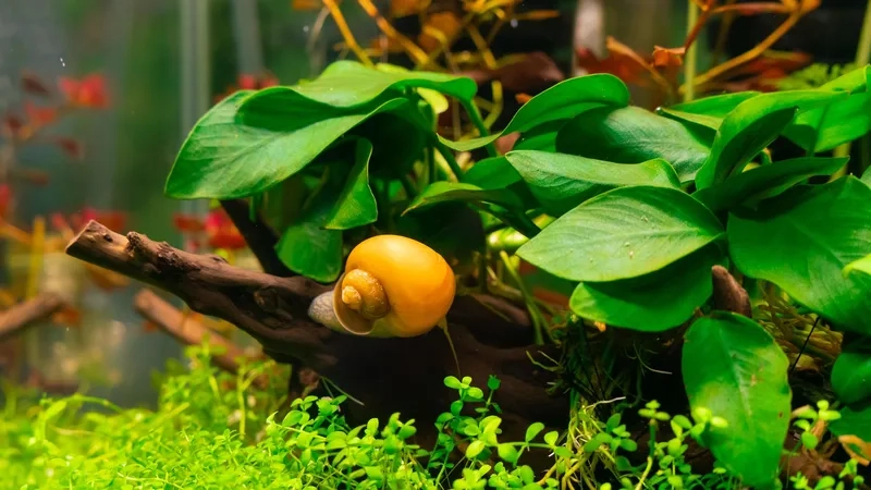 Tìm hiểu ốc táo ăn gì để bể thủy sinh luôn khỏe mạnh