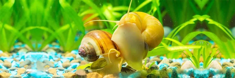 Ngắm ảnh ốc Táo trong thuỷ sinh sinh động và tự nhiên