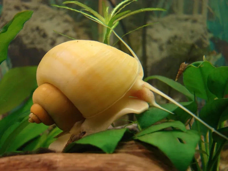 Chiêm ngưỡng ảnh ốc Táo baby đáng yêu và tự nhiên