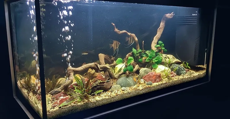 Quy trình thiết kế hồ Biotope đẹp