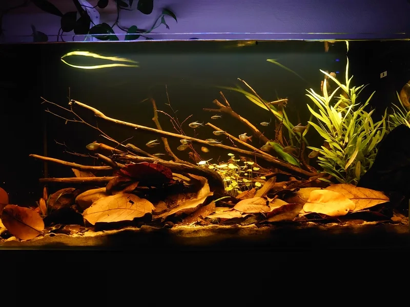 Dịch vụ chuyên thi công hồ Biotope