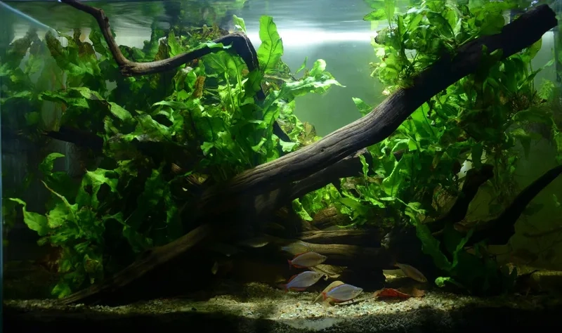 Tạo màu nước đen hồ Biotope chuẩn