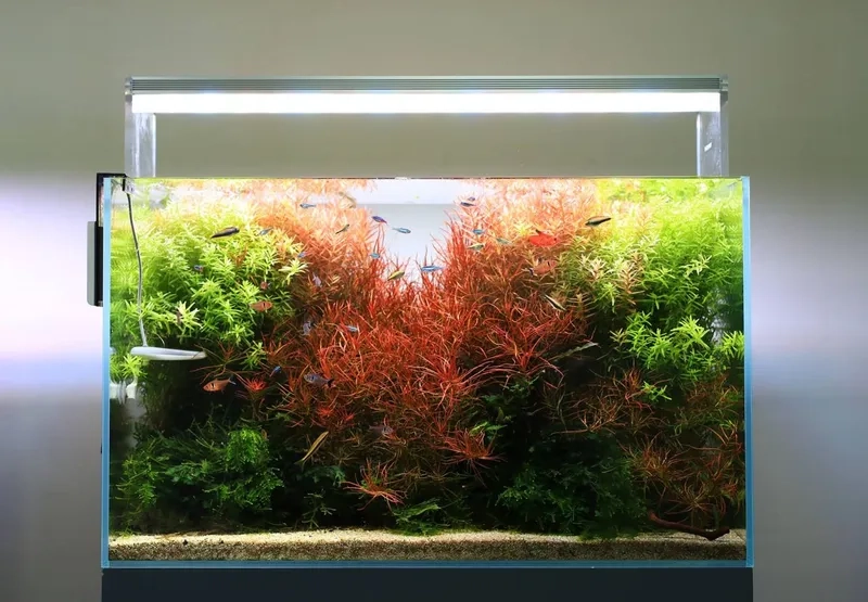 Bố cục lớn cho hồ Hà Lan 1m rực rỡ