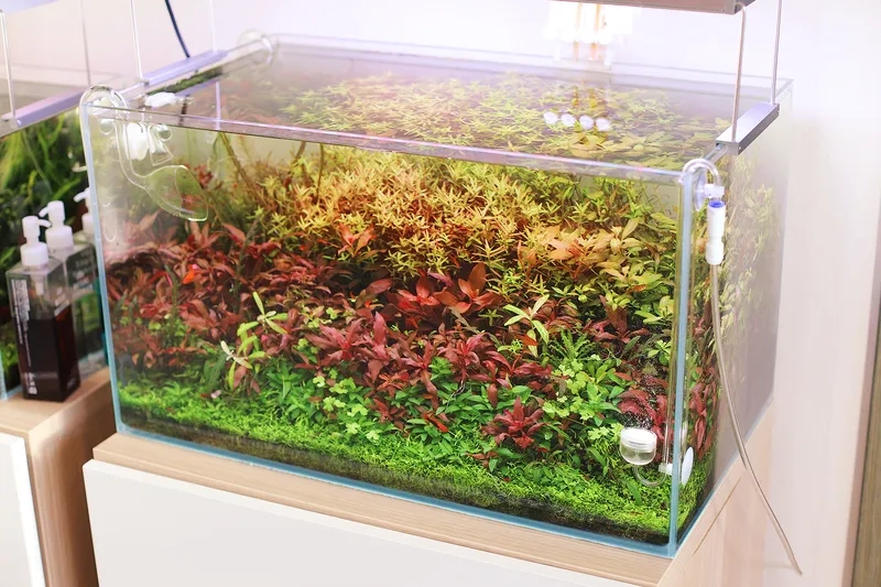 Mẫu hồ Dutch Style Aquarium ấn tượng