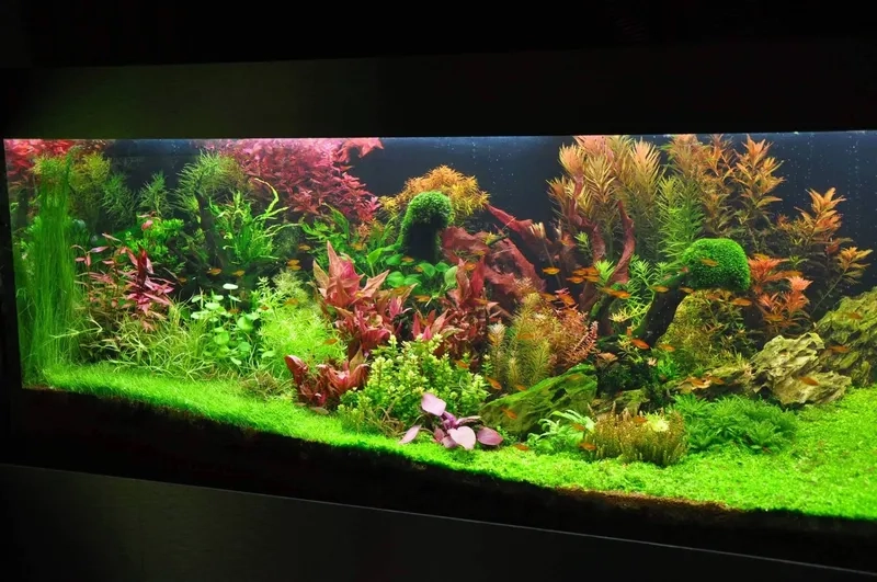 Hướng dẫn cắt tỉa hồ Hà Lan đúng cách