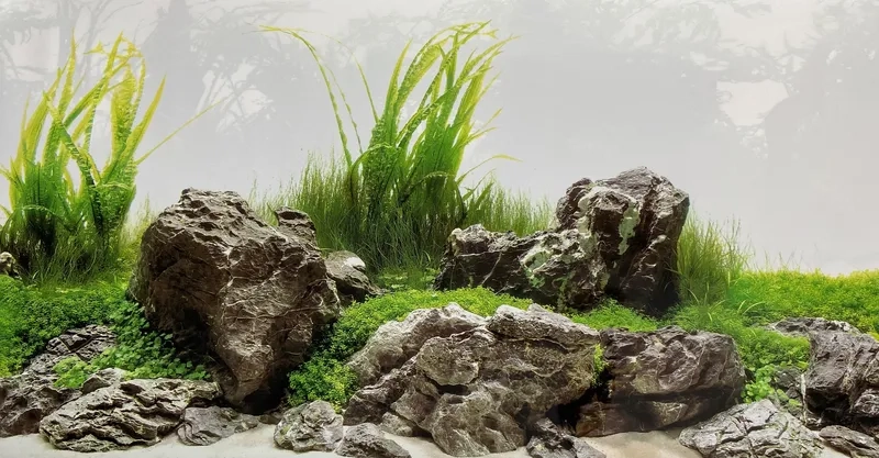 Cỏ trân châu ngọc trai Iwagumi xanh