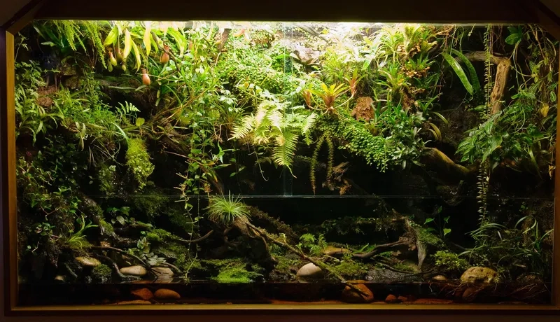 Dịch vụ chuyên thi công hồ rừng rậm