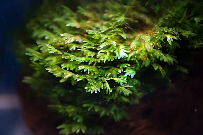 Trị rêu Minifiss bị rêu hại bám