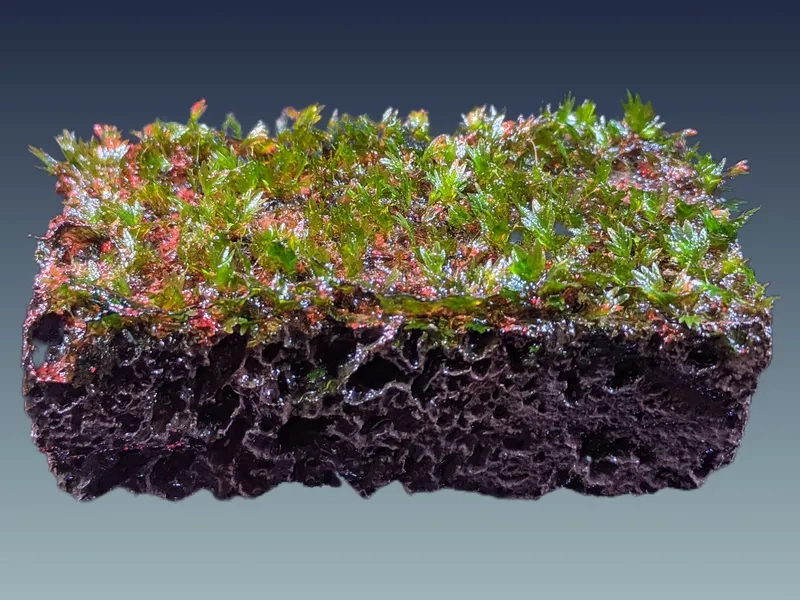 Cách vệ sinh rêu Minifiss sạch