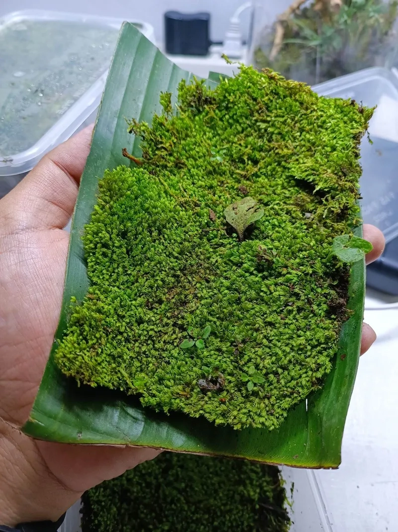 Những vỉ rêu Minifiss vỉ tươi