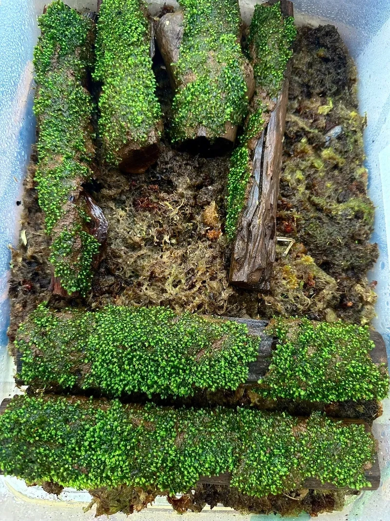 Mẫu rêu Minifiss bám đá đẹp