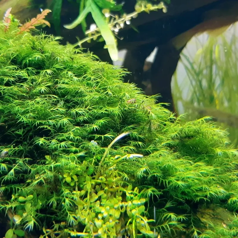 Hồ rêu Minifiss và tép cảnh