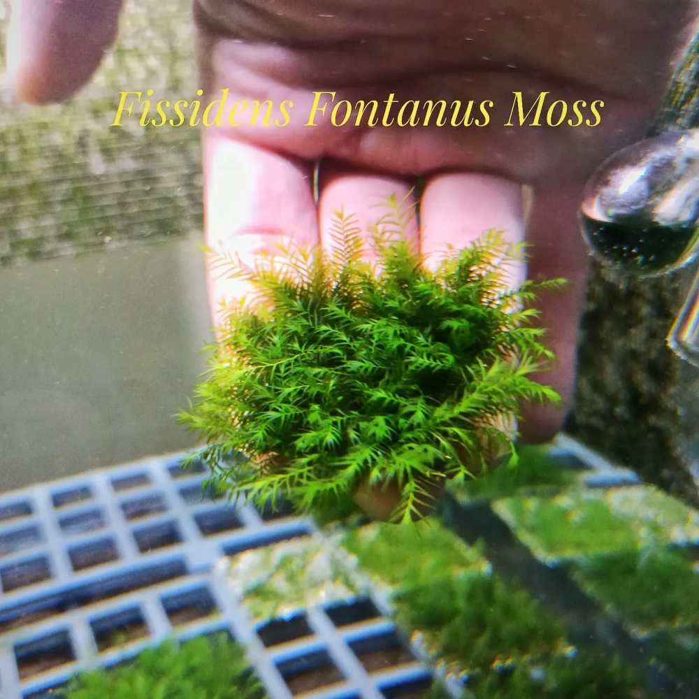 Hướng dẫn gắn rêu lên vách đá tạo thác nước xanh