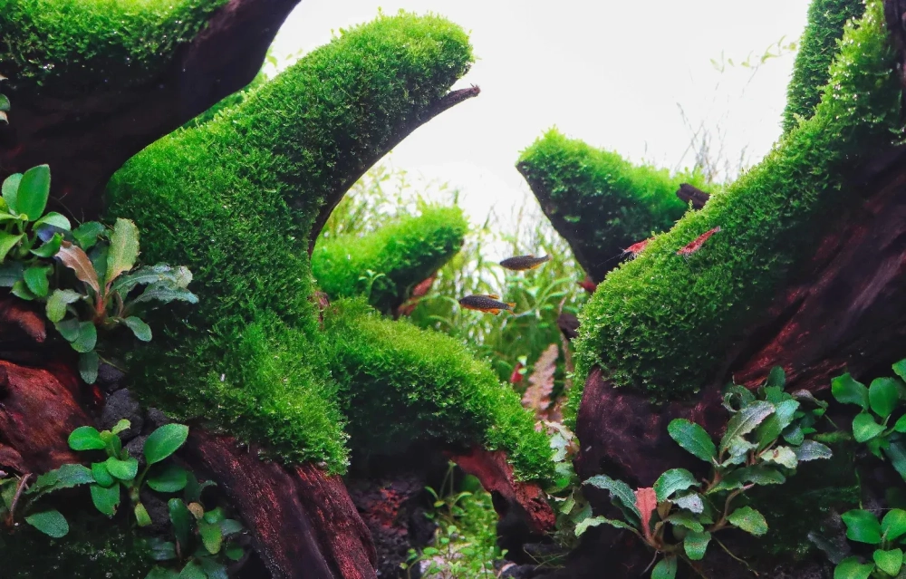 Dòng nước mát lành nuôi dưỡng những mảng rêu xanh mướt