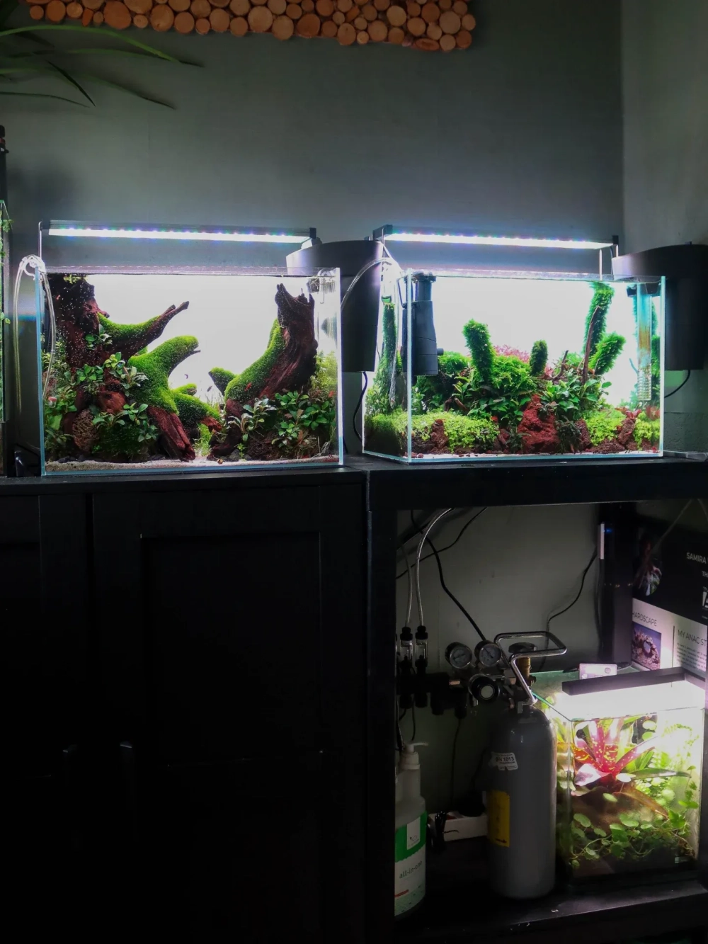 Trang trí bể cá đúc với các bụi rêu tròn xinh xắn